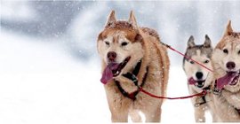 Hundeschlitte in Lappland